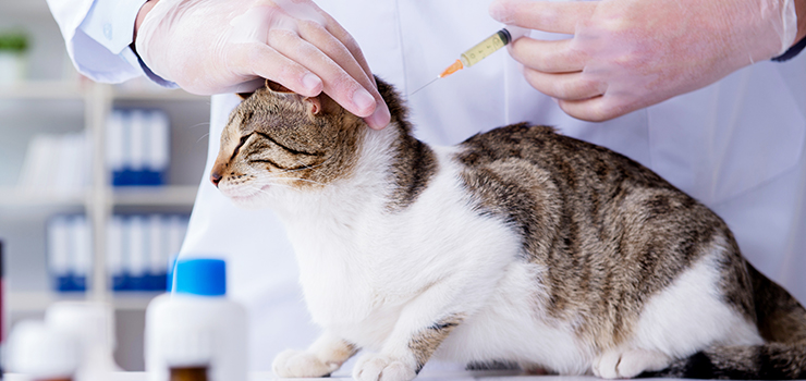 猫の予防接種プログラム 逗子の夜間 救急対応動物病院 フリッパー動物病院